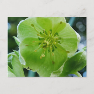 Corsican Hellebore Flower vycard Vykort