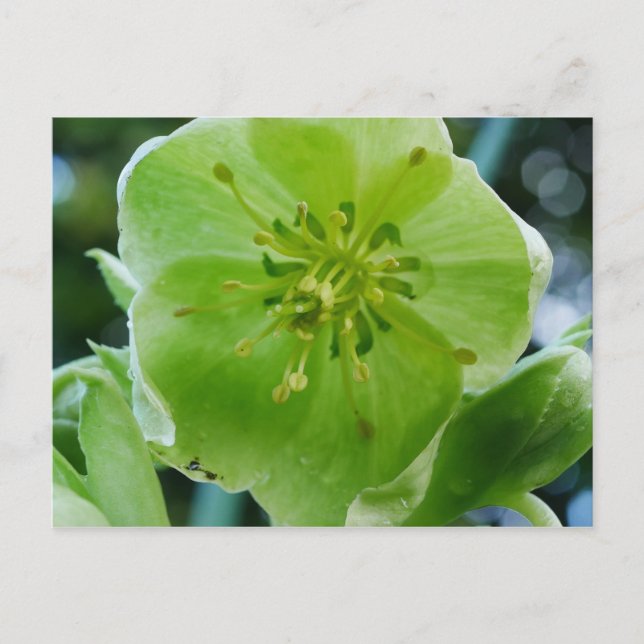 Corsican Hellebore Flower vycard Vykort (Framsida)