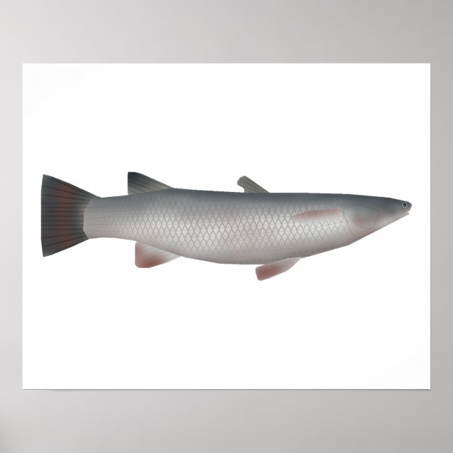 Corsula Poster (Framsidan)