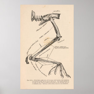 Corvuscoraxsinuatus Poster