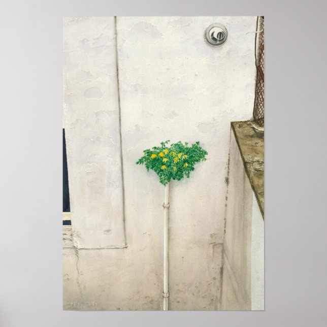 Corydalis lutea poster (Framsidan)