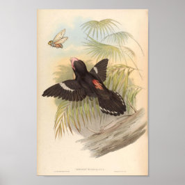 Corydon Sumatranus Vintage Bird of Asia Poster
