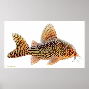 Corydoras Sterbai Catfish Skriv ut Poster