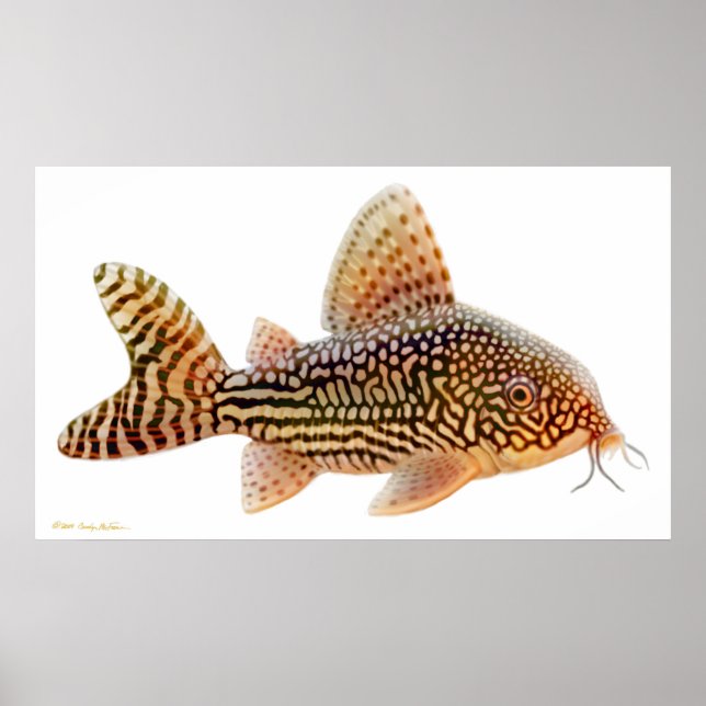 Corydoras Sterbai Catfish Skriv ut Poster (Framsidan)