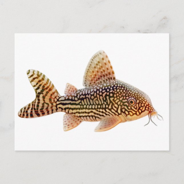 Corydoras Sterbai Postcard Vykort (Framsida)