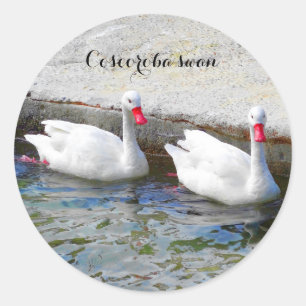 Coscoroba Svan #1 Stickers Runt Klistermärke