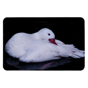 Coscoroba Svan P3442 Magnet