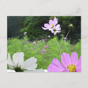 Cosmea, fält med vilda blommor DIY vykort