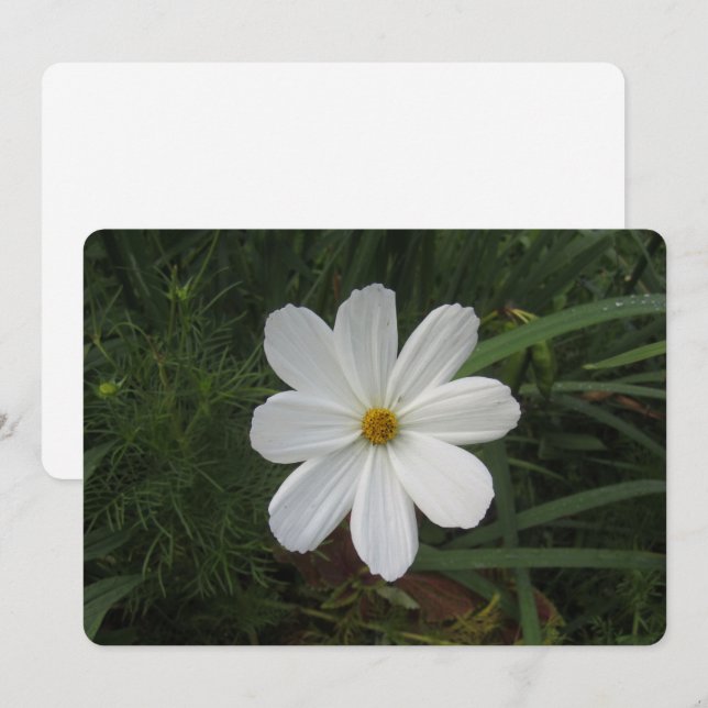 Cosmea Julkort (Fram/baksida)