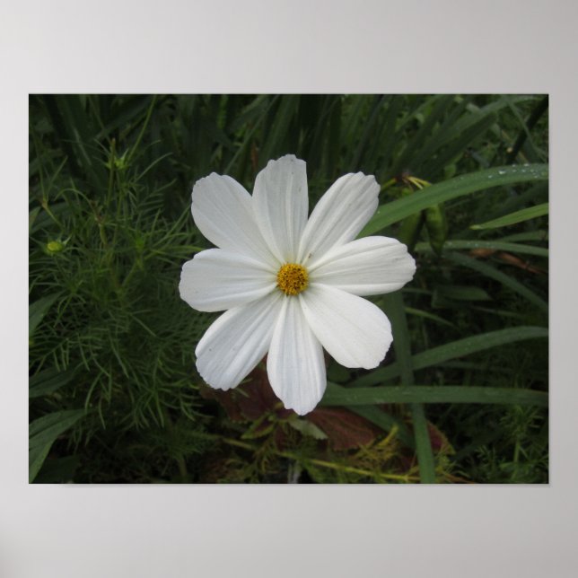 Cosmea Poster (Framsidan)