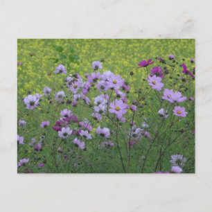 Cosmea Vilda Blommor & Rapsfält DIY vykort