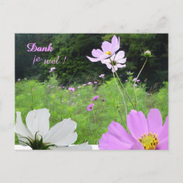 Cosmea, Vildblommor Fält Tack Kort