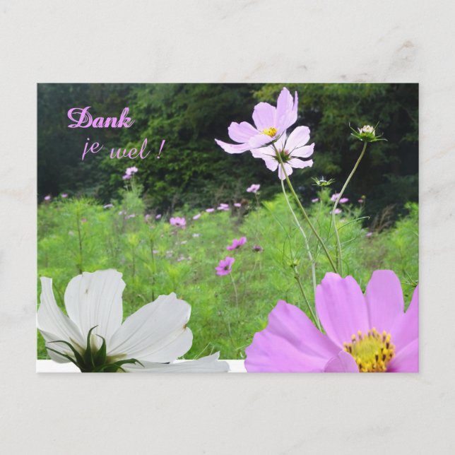 Cosmea, Vildblommor Fält Tack Kort (Framsida)