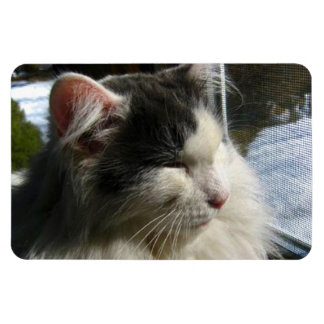 Cosmo 4 X 6-Anpassningsbars fotomagnet Magnet