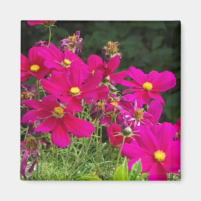 Cosmo Flowers magnet (Framsidan)