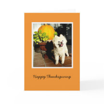 Cosmo Thanksgivingen Puppy