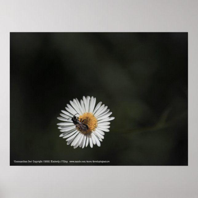 Cosmopolitan Bee Poster (Framsidan)