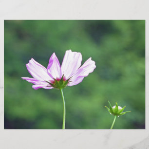 Cosmos