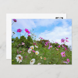 Cosmos ポストカード vykort