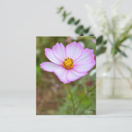 Cosmos ポストカード vykort