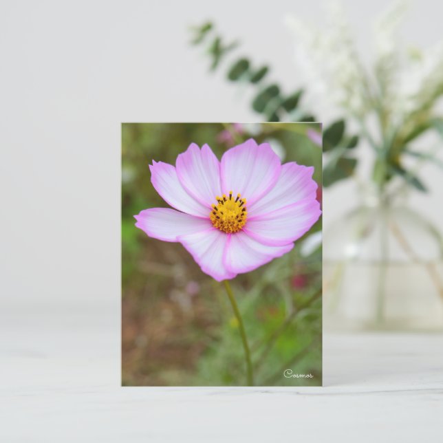 Cosmos ポストカード vykort (Stående Fram)