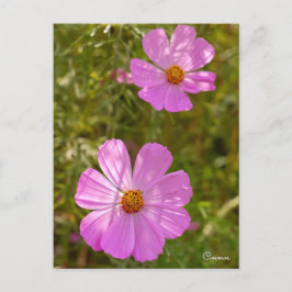 Cosmos ポストカード vykort