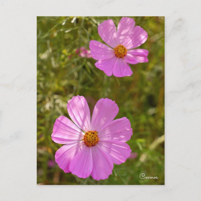 Cosmos ポストカード vykort (Framsida)