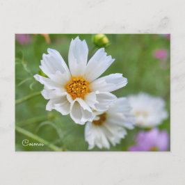 Cosmos ポストカード vykort