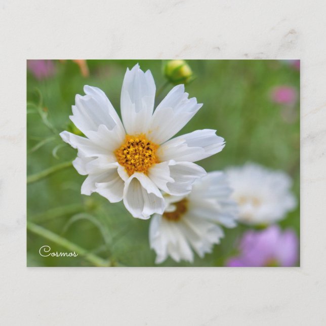 Cosmos ポストカード vykort (Framsida)