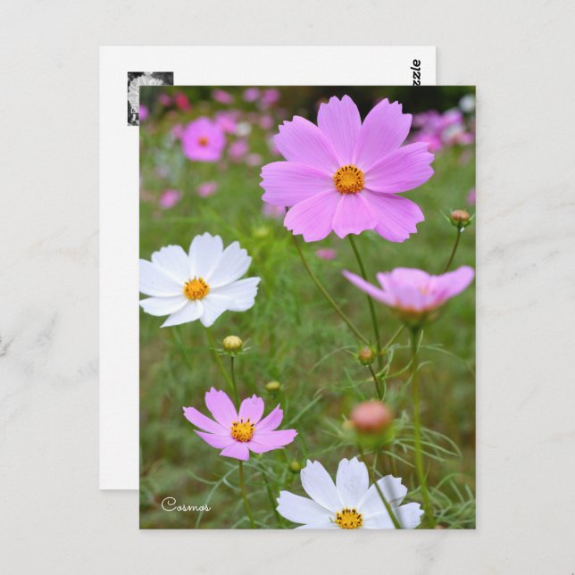 Cosmos ポストカード vykort (Fram/baksida)