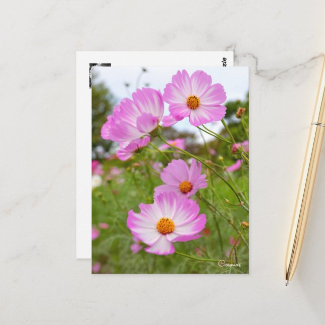 Cosmos ポストカード vykort (Fram/Back In Situ)