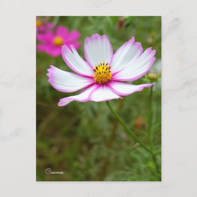 Cosmos ポストカード vykort (Framsida)