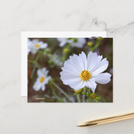 Cosmos ポストカード vykort