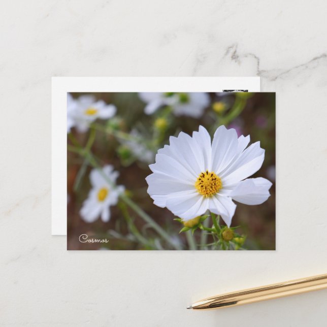 Cosmos ポストカード vykort (Fram/Back In Situ)