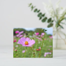 Cosmos ポストカード vykort