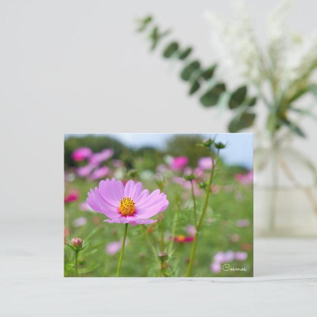 Cosmos ポストカード vykort (Stående Fram)