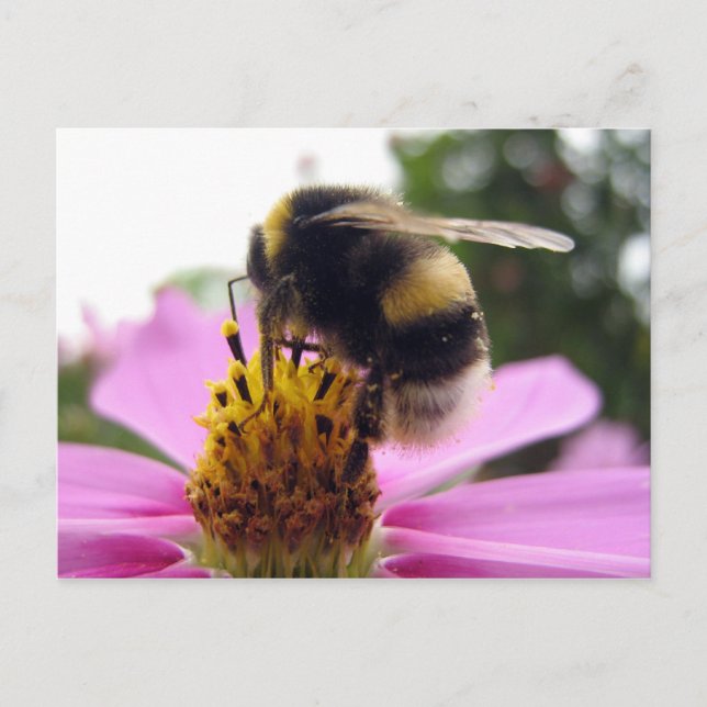 Cosmos bihitatus vykort (Framsida)
