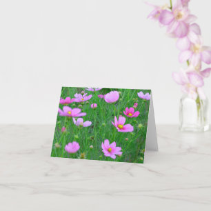 Cosmos bipinnatus Blommor Kort