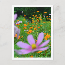 Cosmos Blommor: Japan Vykort