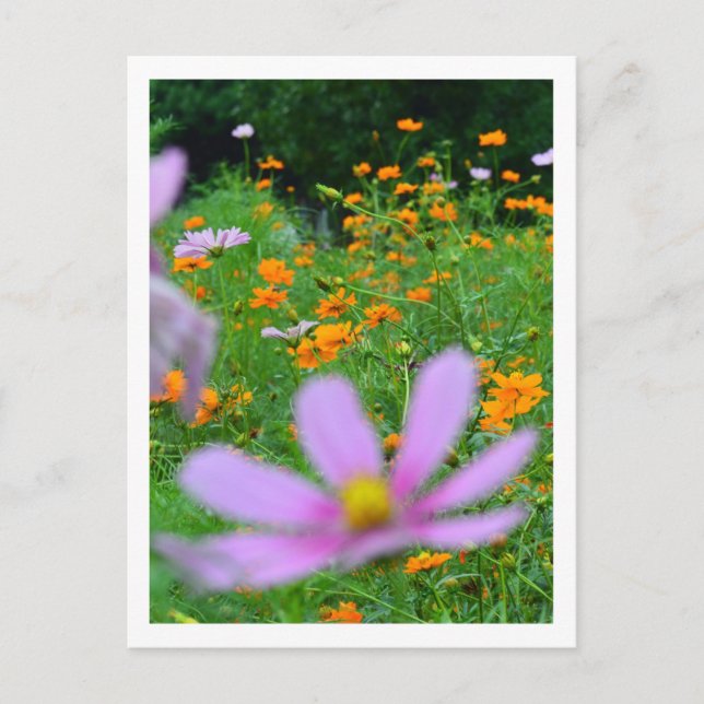 Cosmos Blommor: Japan Vykort (Framsida)