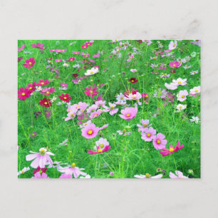 Cosmos Blommor: Japan Vykort