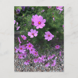 Cosmos blommor med småsten På en Helg Vykort