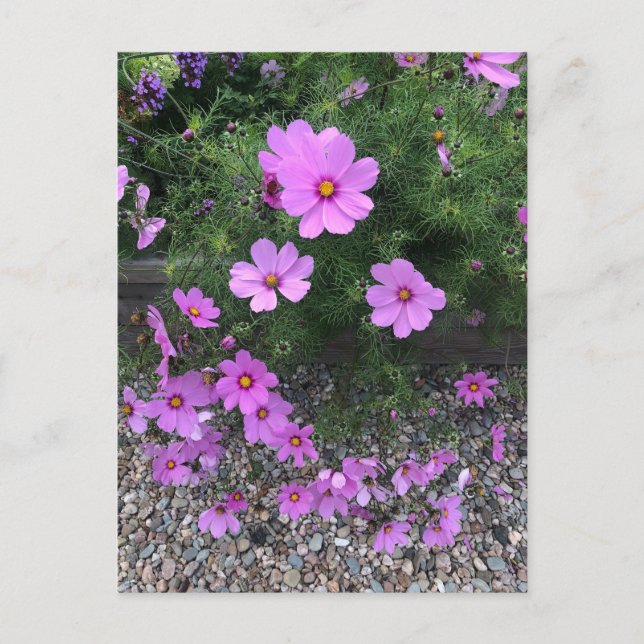 Cosmos blommor med småsten På en Helg Vykort (Framsida)
