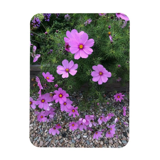 Cosmos blommor med småsten På en Magnet (Vertikal)