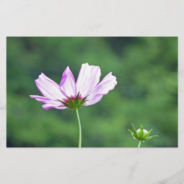 Cosmos Brevpapper (Framsida)