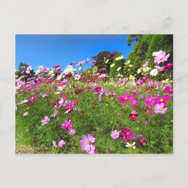 Cosmos Field [Postcard] Vykort (Framsida)