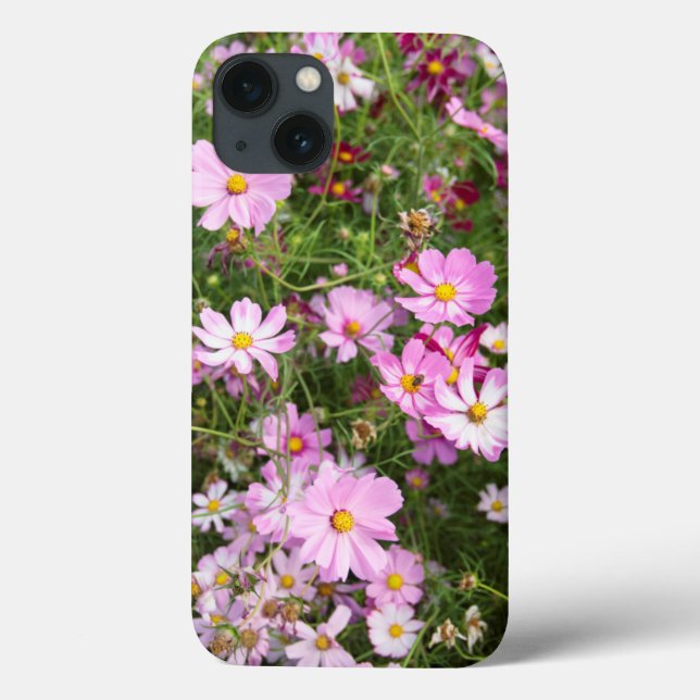 Cosmos Flower (Bidens Formosa). Kirkwood (Baksida)