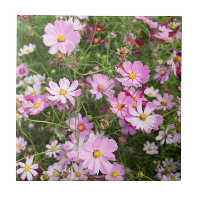 Cosmos Flower (Bidens Formosa). Kirkwood Kakelplatta (Framsidan)
