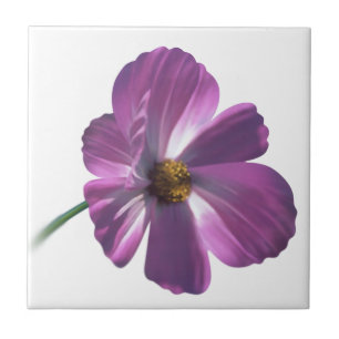 Cosmos Flower Kakelplatta