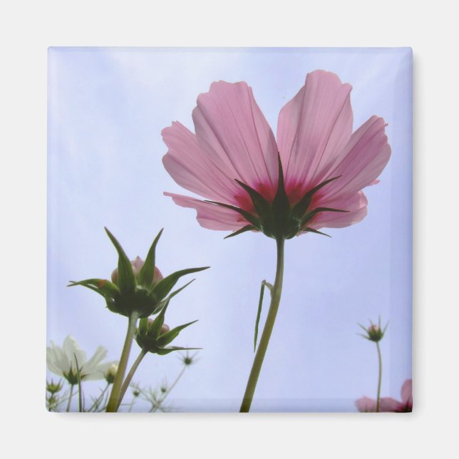 Cosmos Flower Magnet (Framsidan)